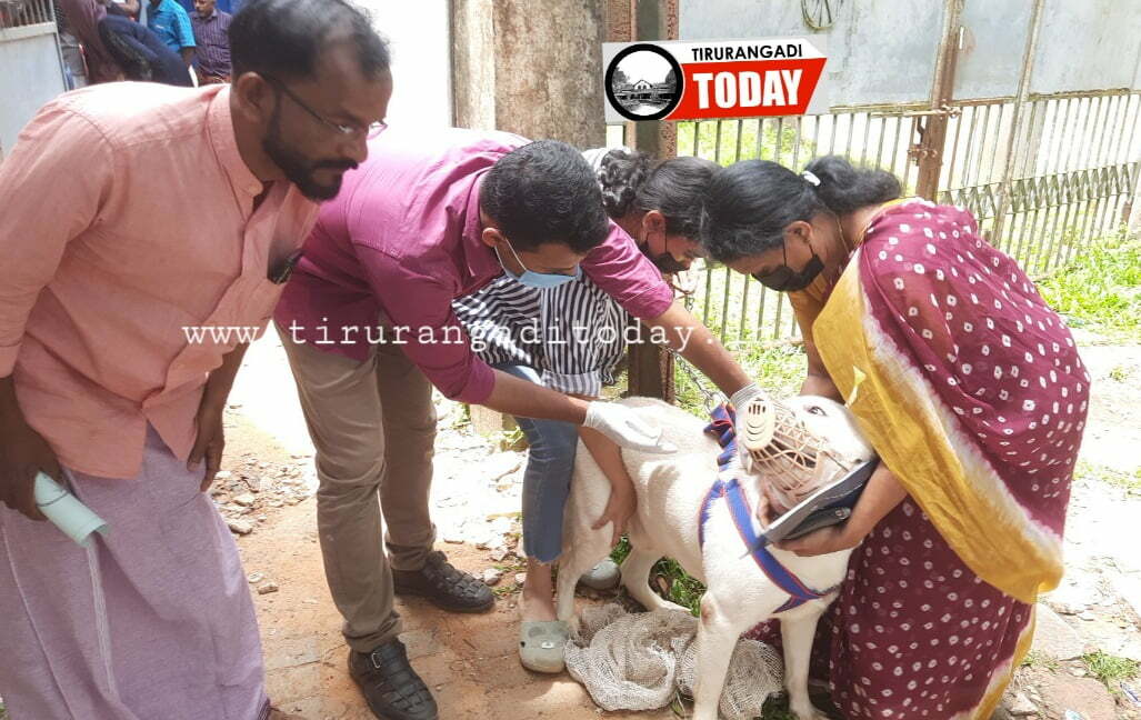 വളർത്തു നായ്ക്കൾക്കും പൂച്ചകൾക്കും പ്രതിരോധ കുത്തിവെപ്പ് നൽകി