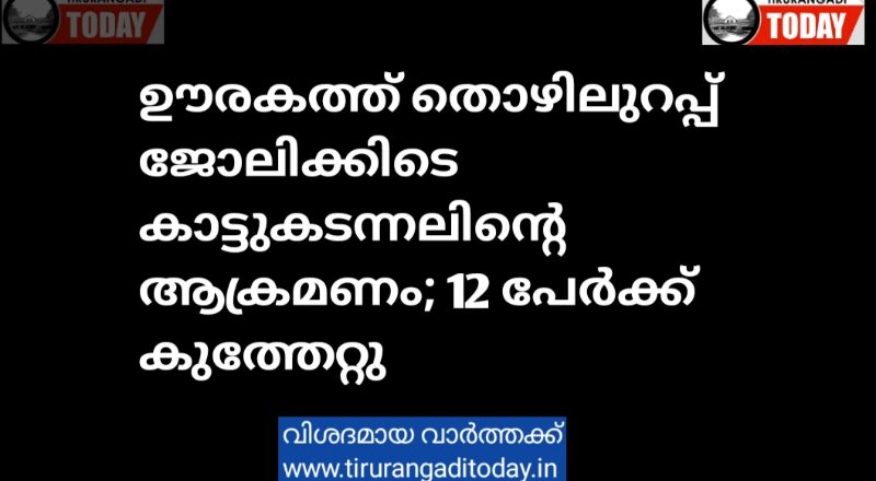 ഊരകത്ത് തൊഴിലുറപ്പ് ജോലിക്കിടെ കാട്ടുകടന്നലിന്റെ ആക്രമണം; 12 പേർക്ക് കുത്തേറ്റു