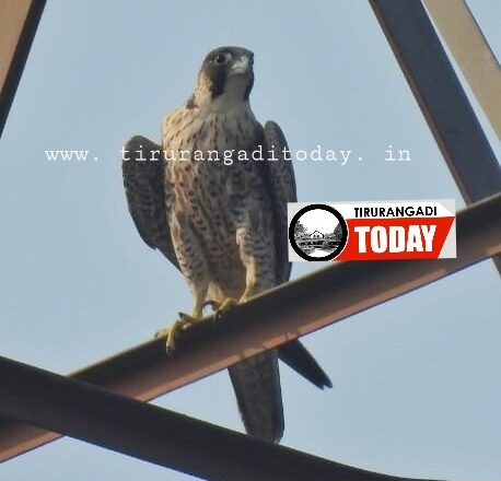 ലോകത്തിലെ ഏറ്റവും വേഗതയേറിയ ജീവിയായ പെരിഗ്രിൻ ഫാൽക്കണെ തിരൂരങ്ങാടിയിൽ കണ്ടെത്തി