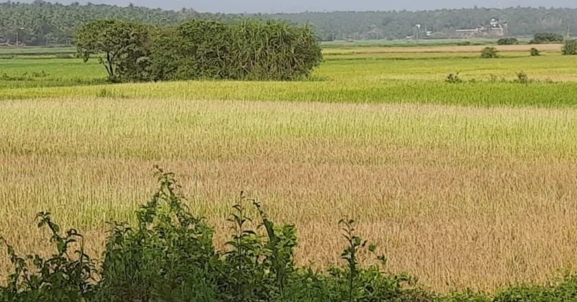 കൃഷി ഉപേക്ഷിച്ചിട്ടും വിള ഇൻഷുറൻസിന് പണം ഈടാക്കി; പിഴയടക്കം പരാതിക്കാരന് തിരിച്ചു നൽകാന്‍ ഉപഭോക്തൃ കമ്മീഷൻ ഉത്തരവ്