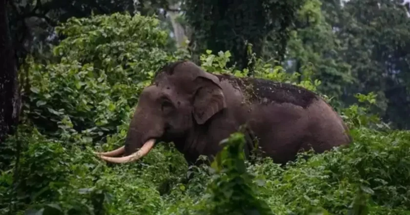 അരിക്കൊമ്പന്‍ ദൗത്യം താത്കാലികമായി അവസാനിപ്പിച്ചു, നാളെ വീണ്ടും തുടരും