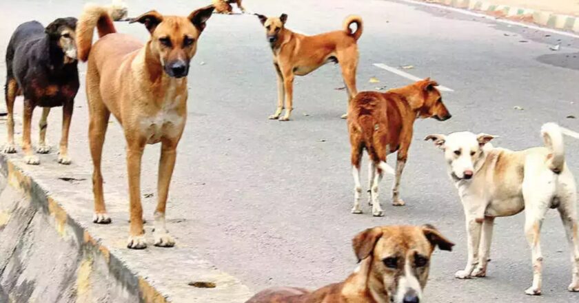 പരപ്പനങ്ങാടിയില്‍ തെരുവ് നായ ആക്രമണം ; നിരവധി പേര്‍ക്ക് കടിയേറ്റു