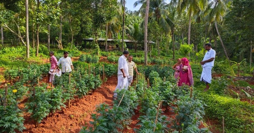 പൂ കൃഷിയിൽ സ്വയംപര്യാപ്തത കൈവരിക്കാൻ മലപ്പുറം; ഓണത്തിന് പൂക്കളം ഒരുക്കാൻ ഇത്തവണ നാടൻ പൂക്കളെത്തും