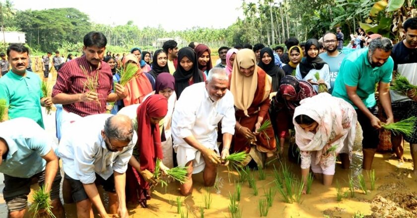 ഗ്രാമത്തിന് ഉത്സവമായി സുല്ലമുസ്സലാം ഓറിയന്റൽ വിദ്യാർഥികളുടെ ഞാറുനടീൽ