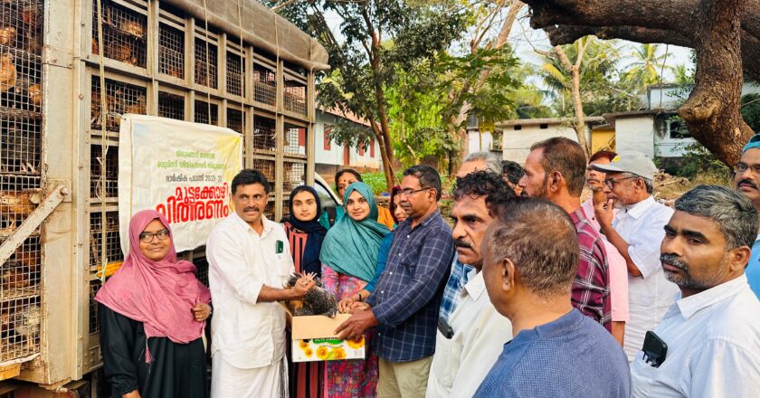 തിരൂരങ്ങാടി നഗരസഭ മുട്ടക്കോഴി വിതരണം രണ്ടാം ഘട്ടം തുടങ്ങി