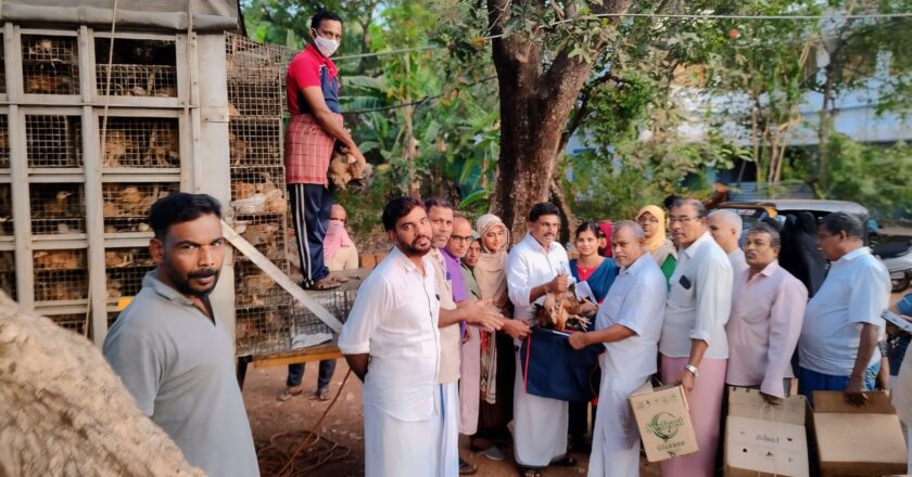 തിരൂരങ്ങാടി നഗരസഭ വാർഷിക പദ്ധതി മുട്ടക്കോഴി വിതരണം പൂർത്തിയായി