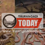 ഒരു പാമ്പിൻകുഞ്ഞിനെ തിരഞ്ഞുപോയി; കിട്ടിയത് 21 എണ്ണത്തെ