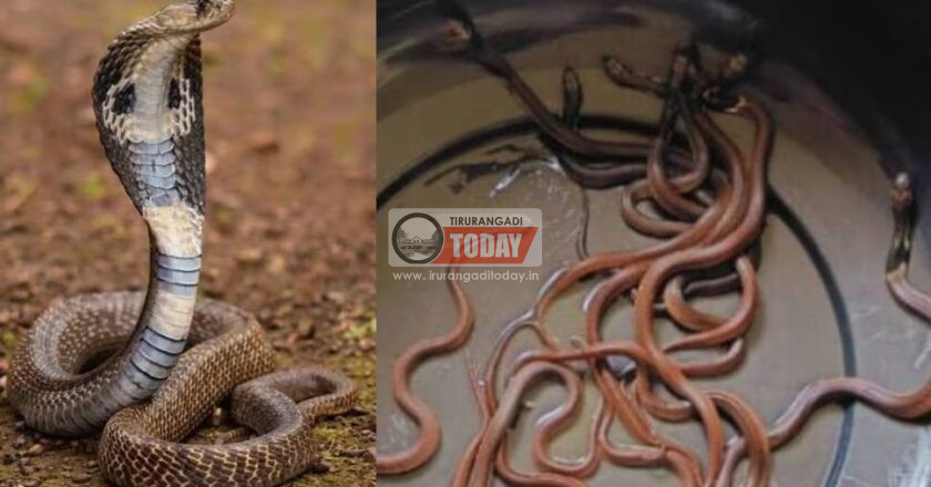 ഒരു പാമ്പിൻകുഞ്ഞിനെ തിരഞ്ഞുപോയി; കിട്ടിയത് 21 എണ്ണത്തെ
