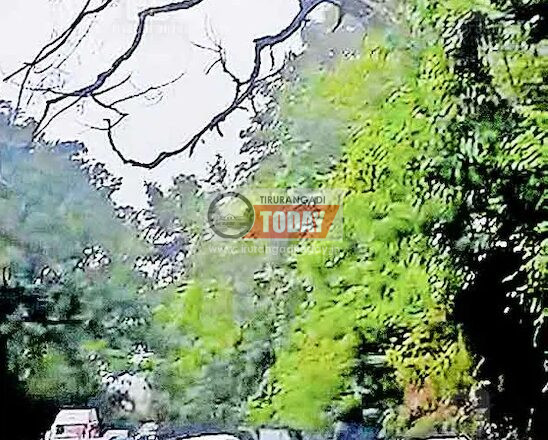 താമരശ്ശേരി ചുരത്തിൽ അപകടകരമായ അറുപതോളം മരങ്ങൾ; റിപ്പോർട്ട് നൽകിയിട്ട് ഒരുമാസം, നടപടി വൈകുന്നു