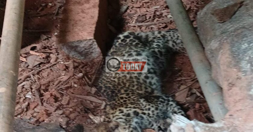 വീടിന് സമീപത്തെ വിറകുപുരയില്‍ പുലിക്കുട്ടിയെ ചത്ത നിലയില്‍ കണ്ടെത്തി