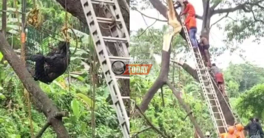 മരം മുറിക്കാന്‍ കയറി മണിക്കൂറുകളോളം കുടുങ്ങി കിടന്ന യുവാവിന് രക്ഷകരായി അഗ്നിശമന സേന