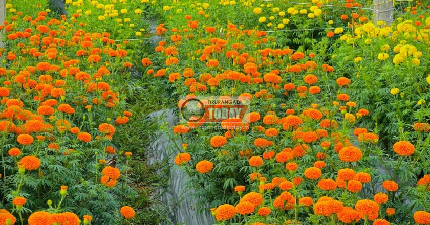 99.9 ഏക്കറില്‍ ഓണപ്പൂക്കാലമൊരുക്കി കുടുംബശ്രീ