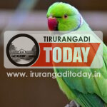 വയലില്‍ നിന്ന് കെണിവെച്ച് പിടികൂടി തത്തയെ കൂട്ടിലടച്ച് വളര്‍ത്തി ; വീട്ടുടമസ്ഥനെതിരെ കേസെടുത്തു