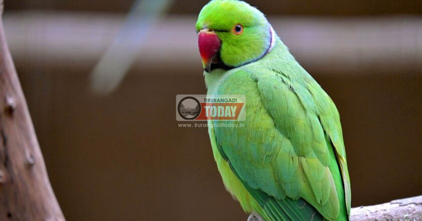 വയലില്‍ നിന്ന് കെണിവെച്ച് പിടികൂടി തത്തയെ കൂട്ടിലടച്ച് വളര്‍ത്തി ; വീട്ടുടമസ്ഥനെതിരെ കേസെടുത്തു