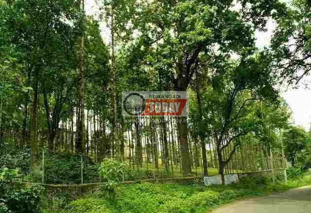 സ്വകാര്യ ഭൂമിയിലെ ചന്ദന മരം മുറിച്ച്‌ വില്‍പന നടത്താം; കരട് ബില്‍ മന്ത്രിസഭ അംഗീകരിച്ചു