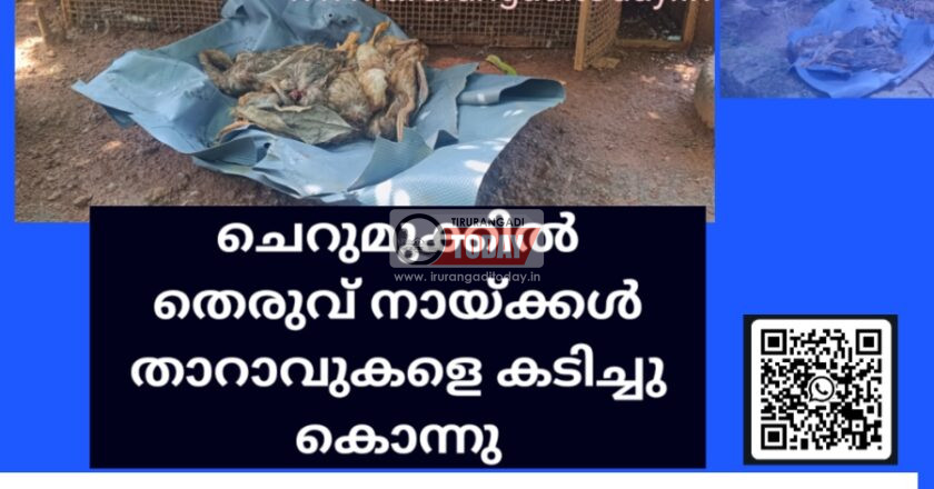 ചെറുമുക്കിൽ തെരുവ് നായ്ക്കൾ താറാവുകളെ കടിച്ചു കൊന്നു