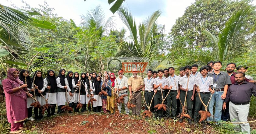 കപ്പകൃഷിയിൽ നൂറ് മേനി കൊയ്ത് മലബാർ സെൻട്രൽ സ്കൂൾ