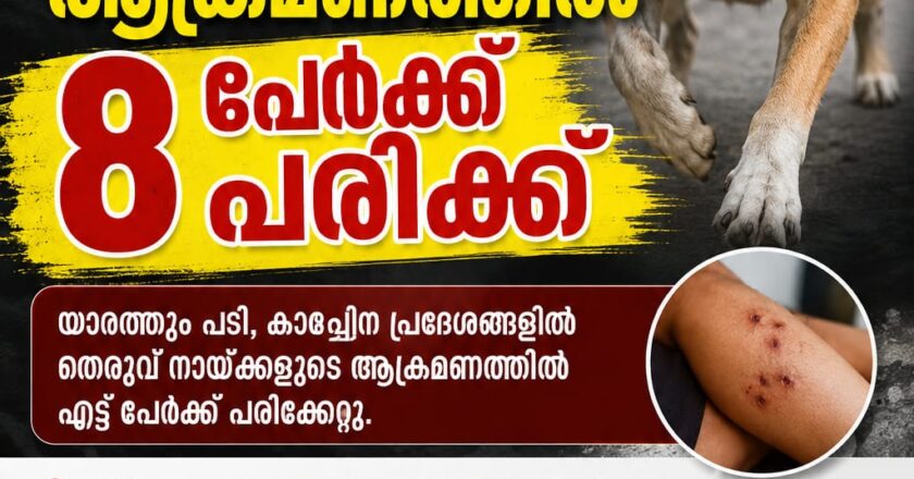 എആർ നഗറിൽ തെരുവ് നായ്ക്കളുടെ ആക്രമണം, എട്ട് പേർക്ക് പരിക്ക്